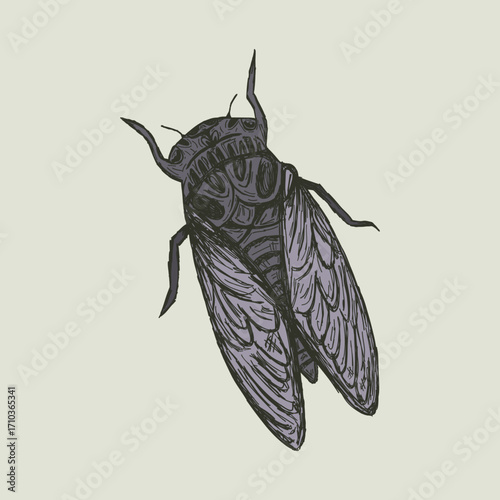 Gothic vector illustration of a cicada. Hand drawn vintage sketch of a colored insect for southern gothic design. Macabre bug for tattoo or witchcraft. Purple entomology element isolated.