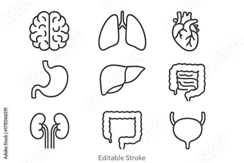 Human internal organs icon set. Anatomy and medical concept. Line art vector icons of brain, heart, lungs, liver, stomach, kidneys, intestines, bladder. Editable stroke.