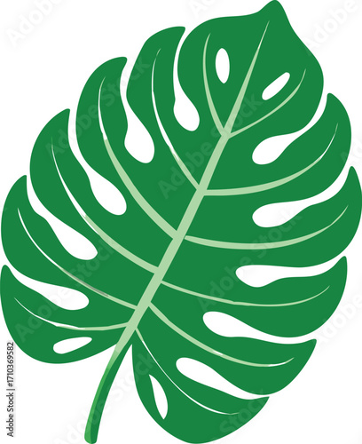 Illustration of a vibrant green Monstera leaf with distinct fenestrations