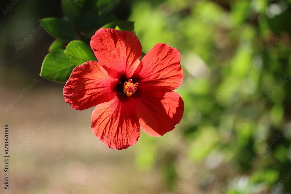 Obraz premium close up- of hibiscus flower (Hibiscus rosa-sinensis)