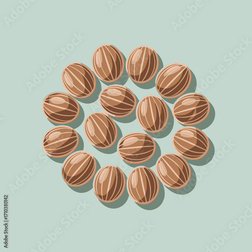 Coriander Seeds Illustration for Spices and Cooking