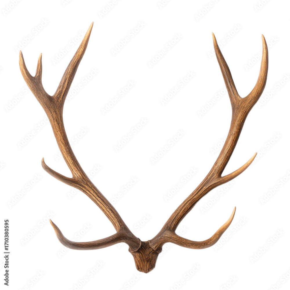 Fototapeta premium Transparent antler with natural brown color on transparency background, perfect for wildlife or rustic design elements