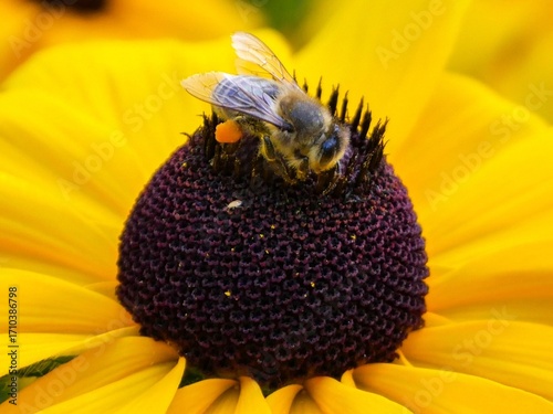 bee on flower