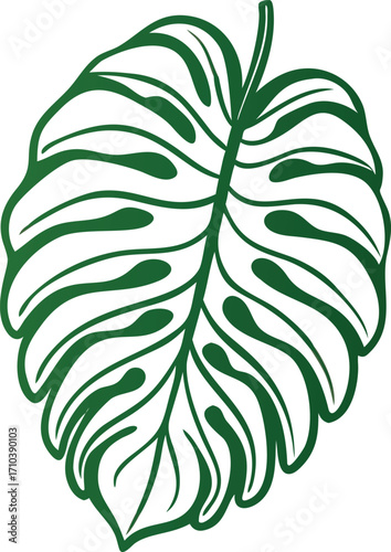 A single green outlined Monstera deliciosa leaf, and isolated on white