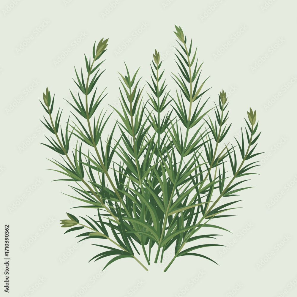Fototapeta premium Tarragon Herb Illustration for Culinary and Herbal Ue