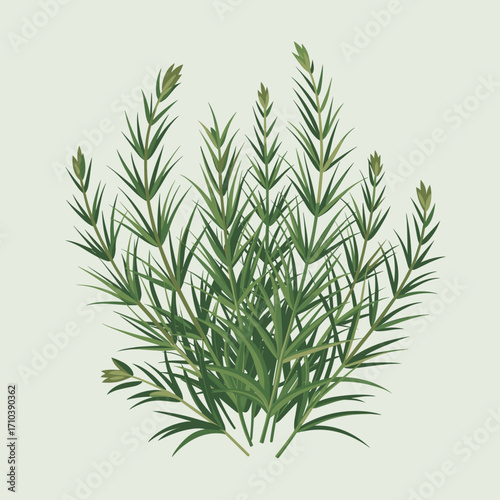 Tarragon Herb Illustration for Culinary and Herbal Ue