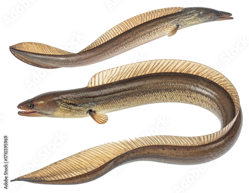 Eel Slithering Side Profile, Dynamic Motion, isolated