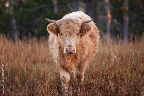 Highland cow