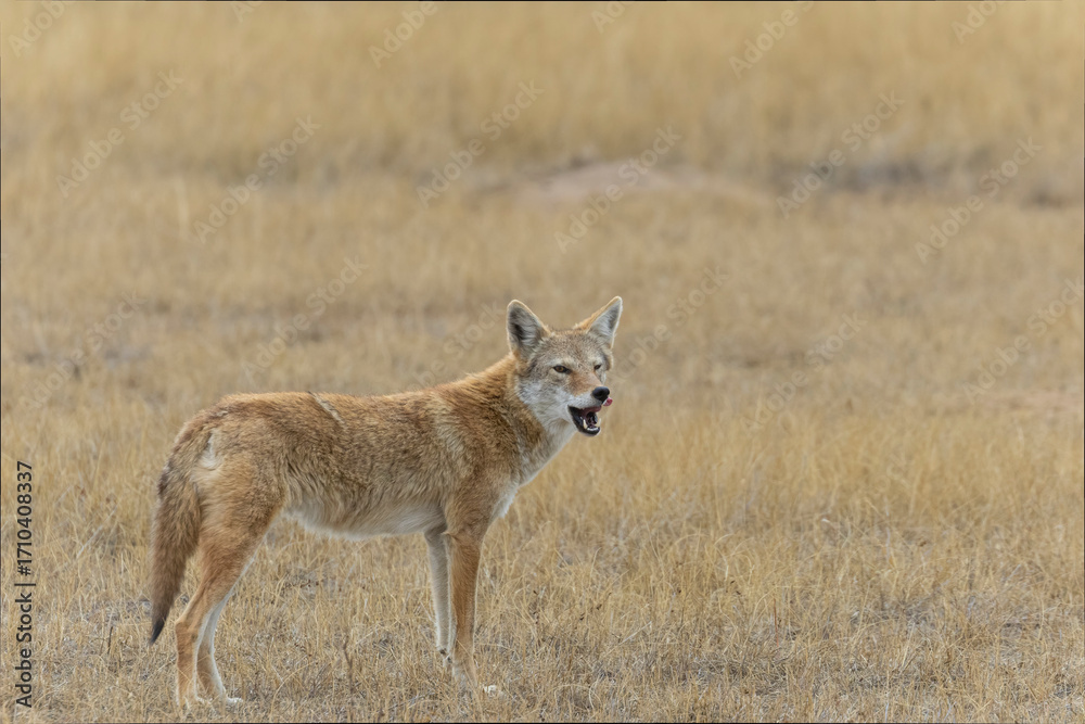 Obraz premium Coyote Hunting