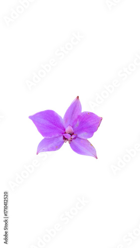 Purple Orchid Flower with Gradient Petals on White Background