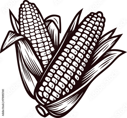 Hand drawn illustration of two corn cobs with husks in vintage engraving