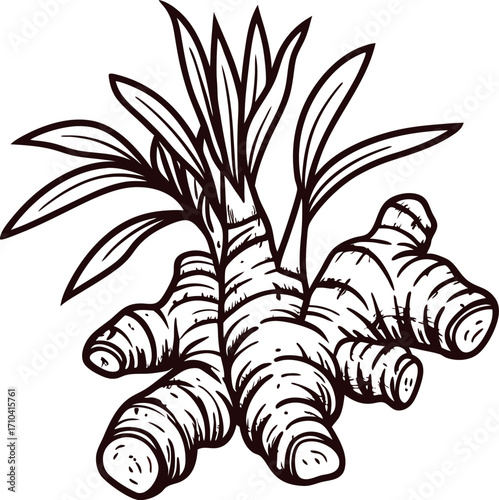 Hand drawn ginger root with leaves isolated on white background vintage botanical engraving illustration