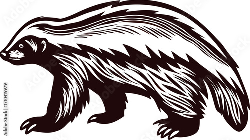 Engraved illustration of a honey badger walking isolated on white background in vintage drawing