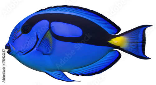 Isolated Regal Tang Swimming, a Blue Tang Fish with Black and Yellow Markings, Close-Up View
