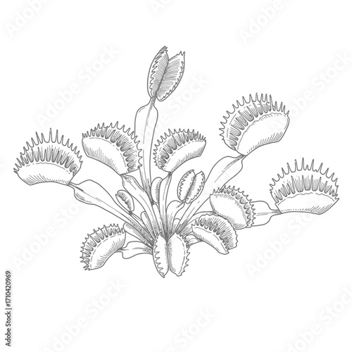 Detailed black and white botanical illustration of a carnivorous Venus flytrap plant, Dionaea muscipula, with open traps