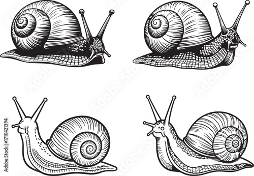 Set of snails and snail shells isolated on white background