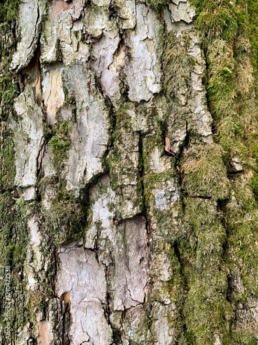 Close-up of tree bark with moss texture. Natural background of rough wood surface.