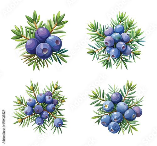 Elegant Illustration of Four Juniper Berry Arrangements Against a White Background