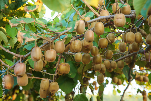 Ripe Kiwifruit Ready for Picking During Harvest Season in Zhouzhi Orchard