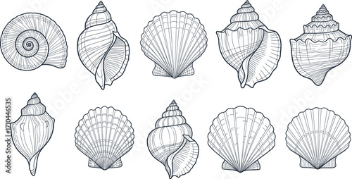 Hand-drawn seashell collection ocean beach coastal nautical summer design, vector illustration