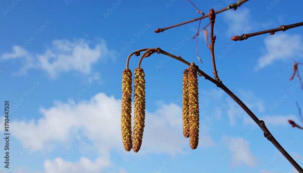 Naklejka premium Springtime blossoms against a cerulean sky