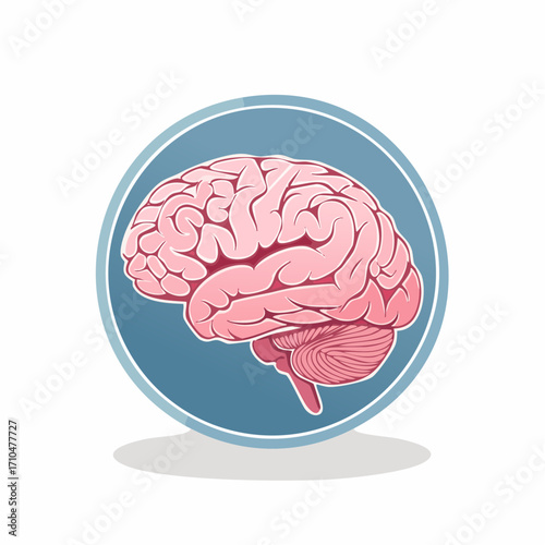 Pink human brain illustration with cerebellum and brainstem inside a blue circle