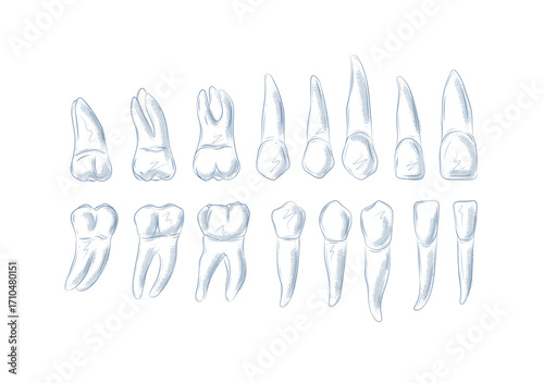 Types of human teeth collection illustration drawing in graphic style with blue on white background.