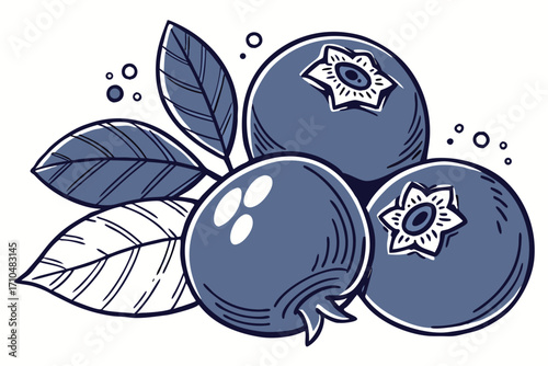 vector illustration of blueberry