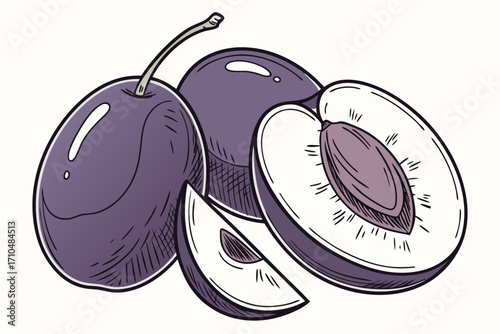 vector illustration of plums