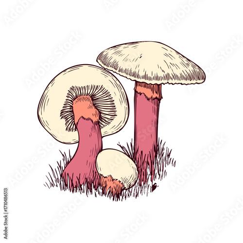 Whimsical hand-drawn mushrooms in earthy tones with delicate hatching details, perfect for nature-themed projects and organic designs.