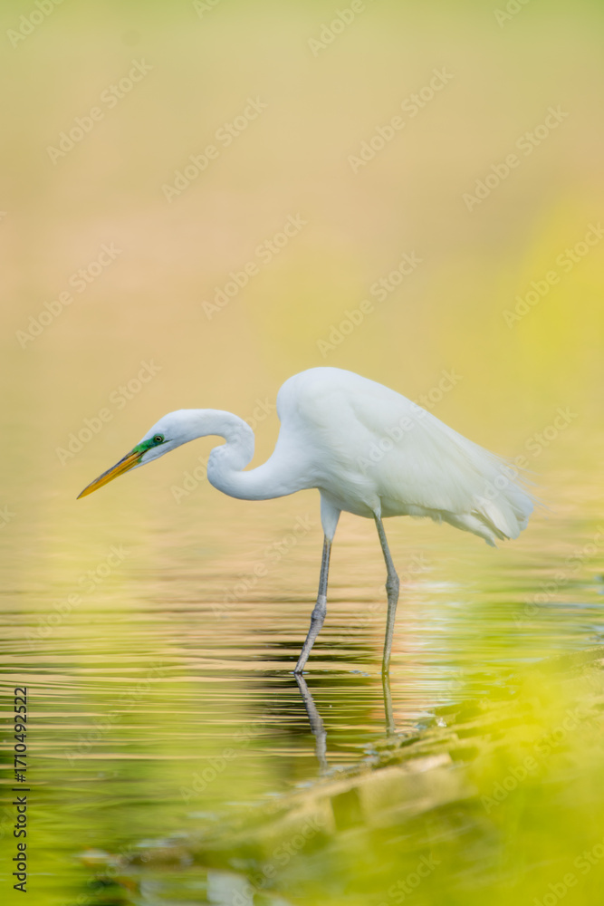 Fototapeta premium Great Egret hunting for fish in a lake
