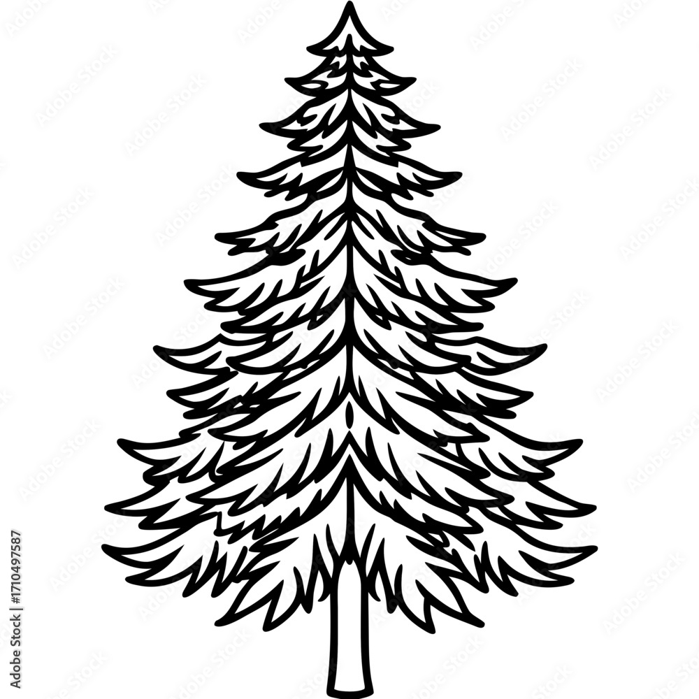 Obraz premium Douglas‑fir line art vector
