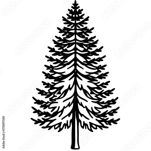 Douglas‑fir line art vector