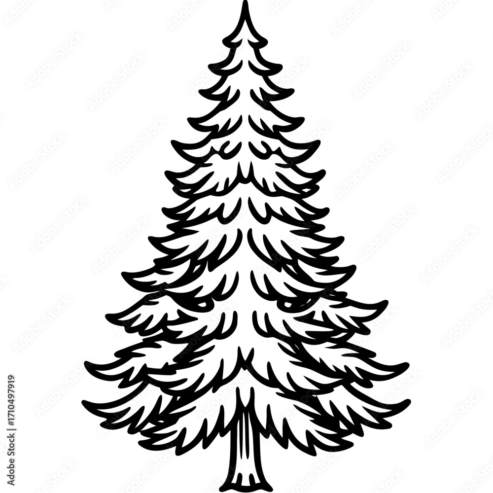 Obraz premium Douglas‑fir line art vector