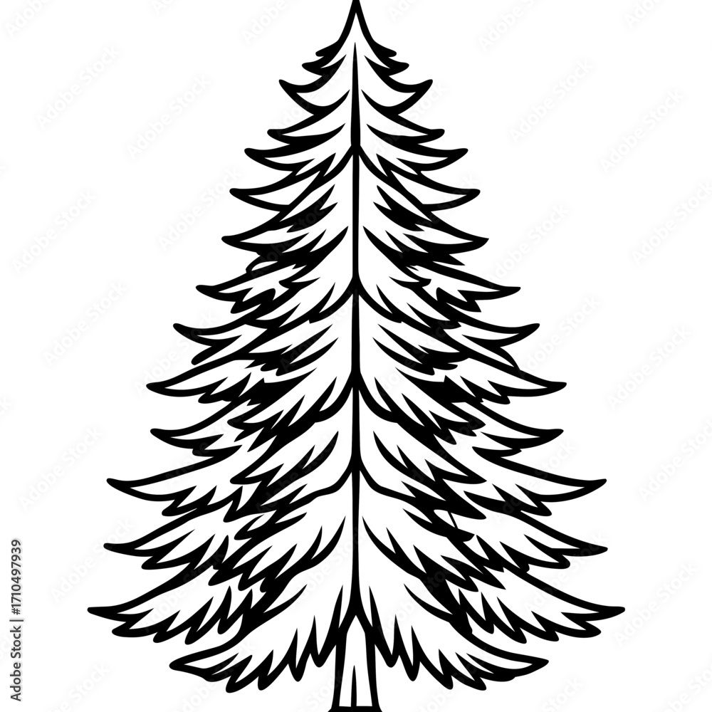 Obraz premium Douglas‑fir line art vector