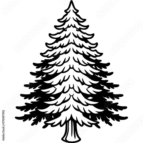 Douglas‑fir line art vector