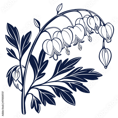 black and white dicentra bacchanal