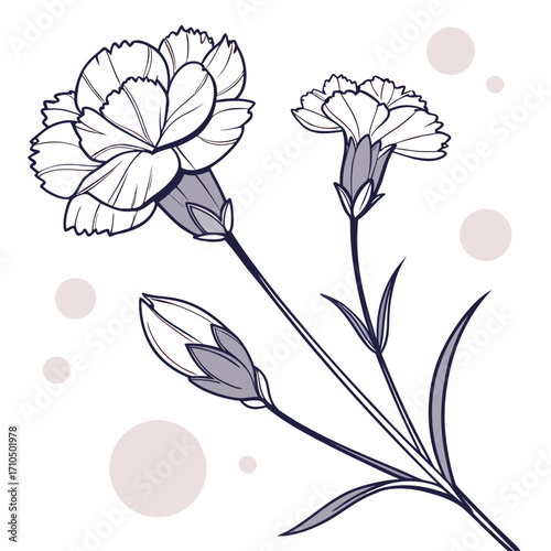 dianthus candy floss on white background 