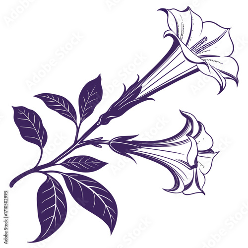 datura double purple on white background 