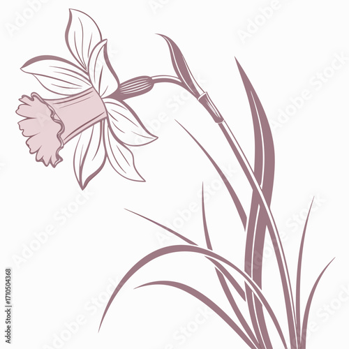 daffodil narcissus pink charm on white background 
