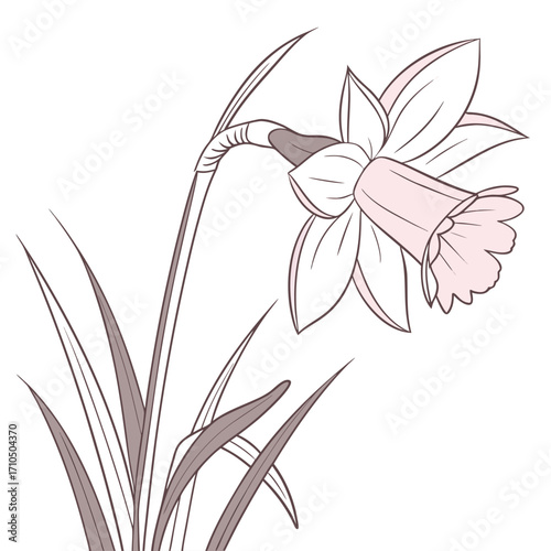 daffodil narcissus pink charm vector