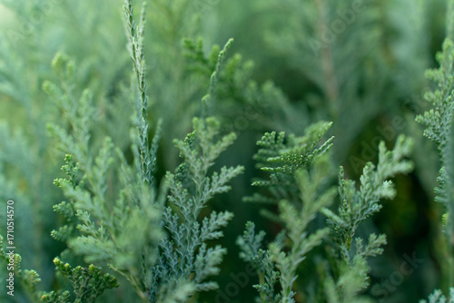 closeup of blue false cypress hedge