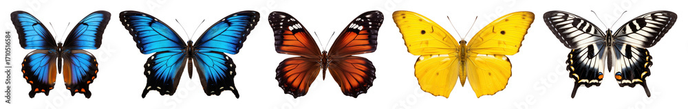 Naklejka premium Colorful butterflies in a row