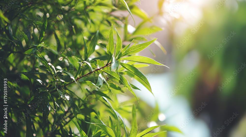 Obraz premium environmental. Blurred green foliage with sunlight bokeh, creating a serene nature background with shallow focus. travel magazines.