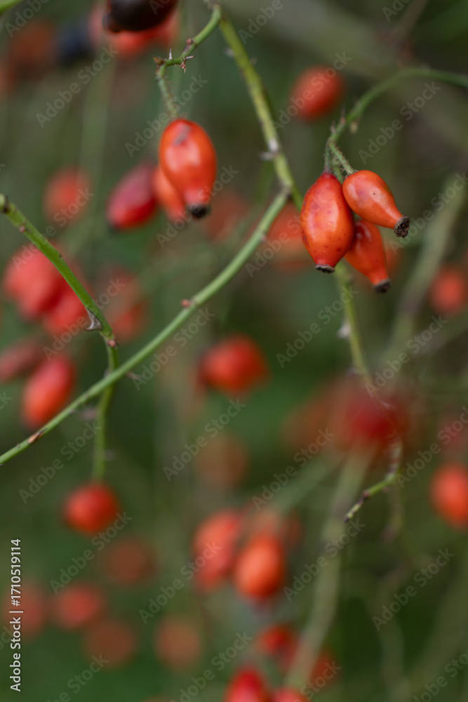 Obraz premium Vertical view of red dog-rose berries on green