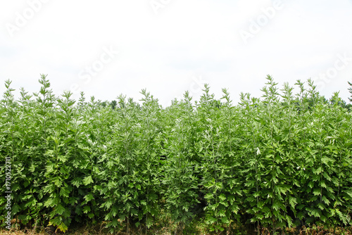 Large fresh mugwort plants with green leaves growing in agricultural fields for herbal medicine origin