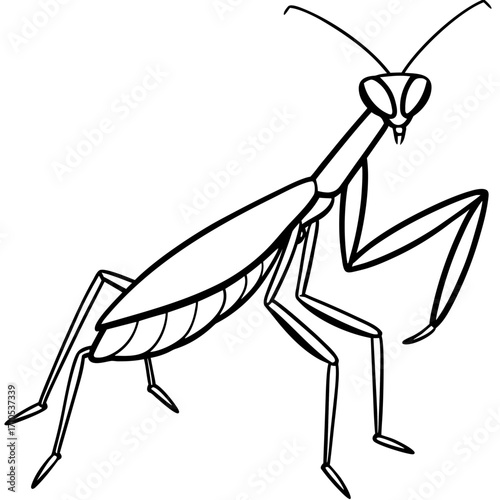 Praying mantis line art vector