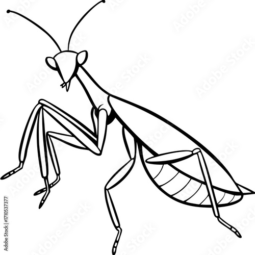 Praying mantis line art vector