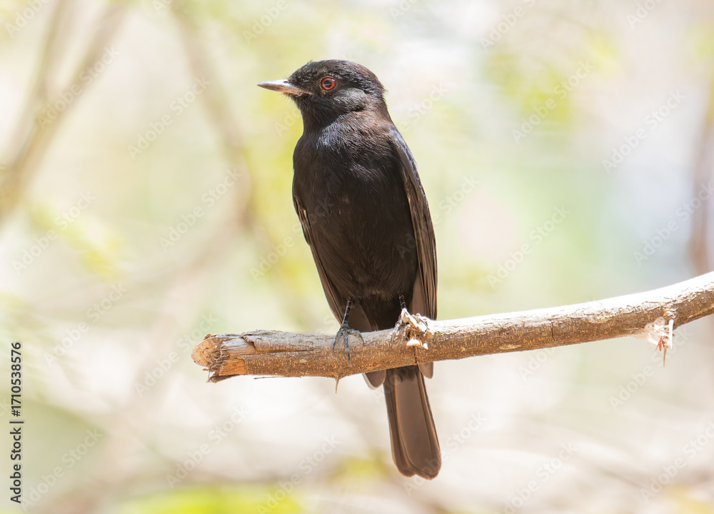 Fototapeta premium blackbird on a branch