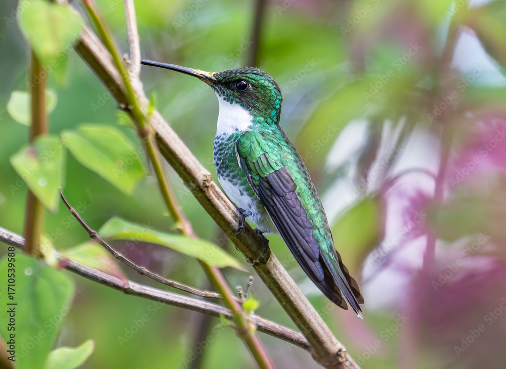 Fototapeta premium white-throated hummingbird